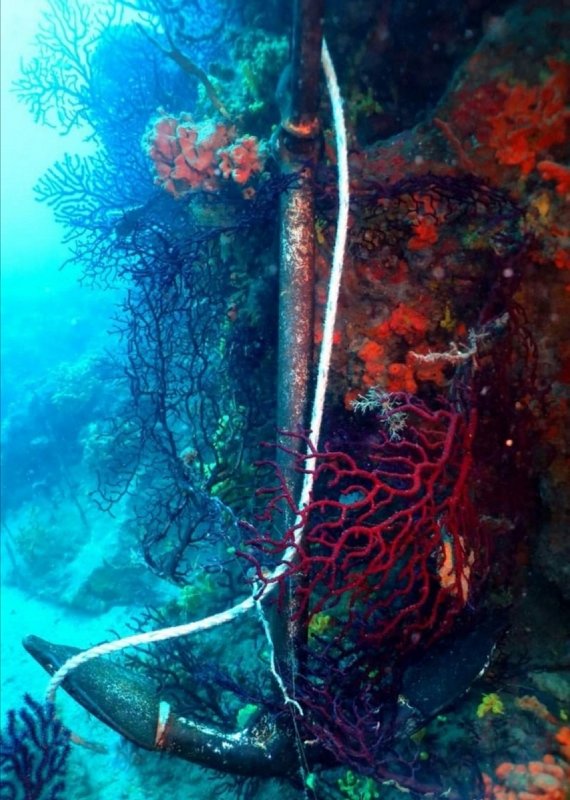 Deniz çayırlarını korumak için harekete geçtiler