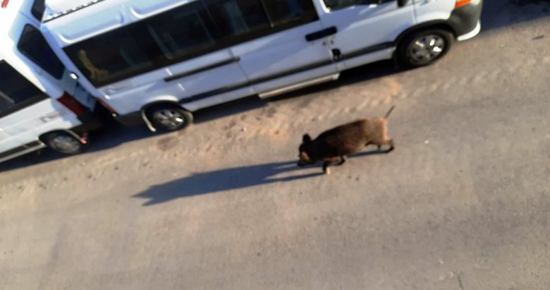 Muğla’da domuzlar gündüz vakti sokağa inmeye başladı