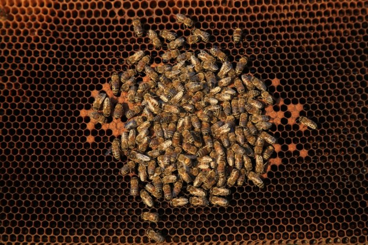 Muğla’daki toplu arı ölümlerinin sebebi belli oldu
