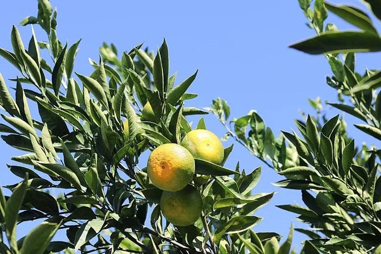izmirden-dunyaya-gonderiliyor-satsuma-mandalinasinda-912-milyon-dolarlik-gelir-1792411428350.jpeg