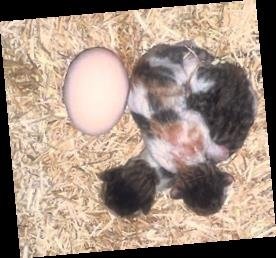 Şefkatli tavuk Karbeyaz kedi yavrularına anne oldu