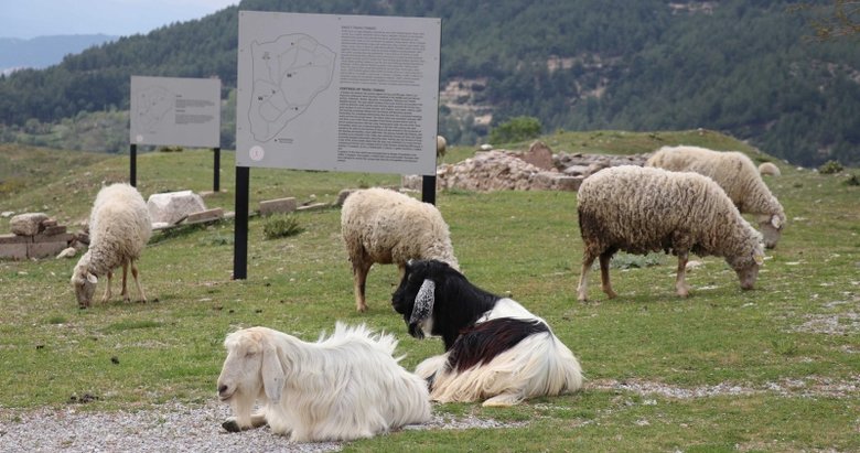 Denizli’de antik kente koyun sürüsü girdi