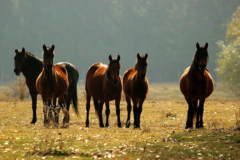 Afyonkarahisar’daki yılkı atları, doğal ortamında görüntülendi