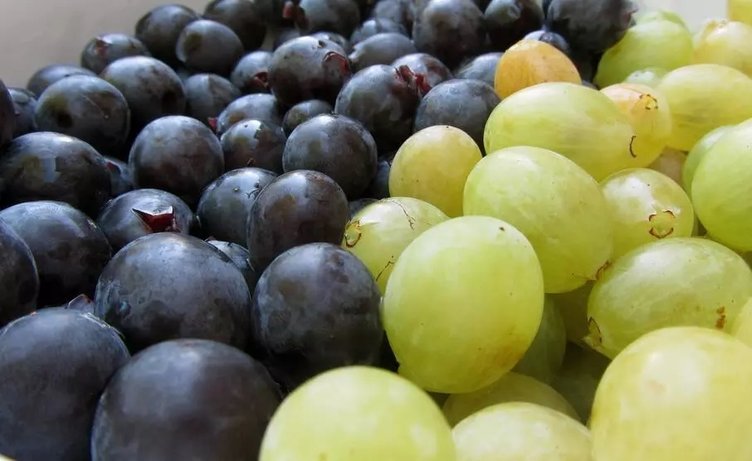 Üzüm çekirdeği hangi hastalıklara iyi gelir? Faydaları nelerdir?