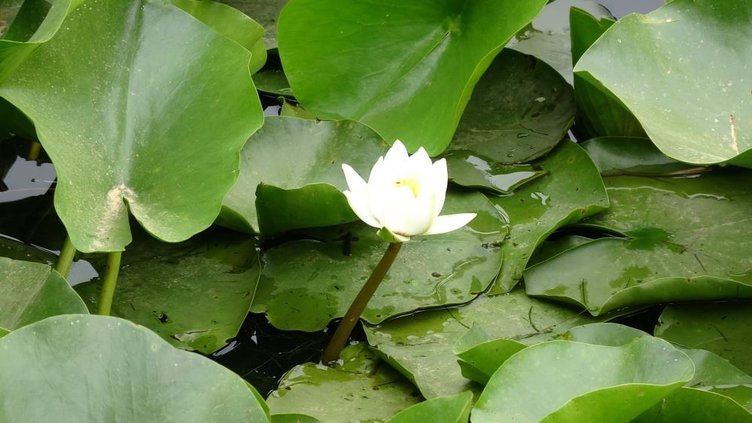 Bu çiçeği koparmak cep yakıyor! Tam tamına 387 bin 141 TL cezası var