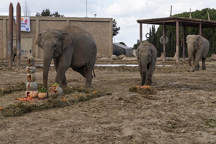 Türkiye’de doğan ilk Asya fili! İzmir 14 yaşında