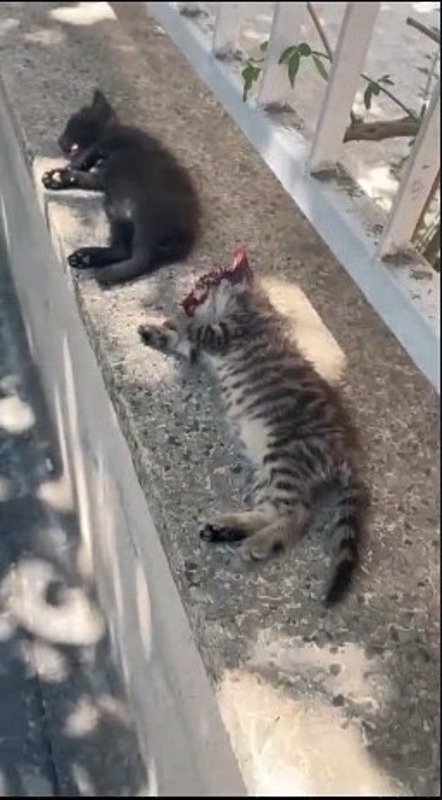 Manisa’da vahşet: 3 yavru kediyi fırça sapıyla öldürdü