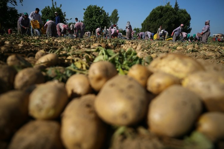 İzmir’de patates hasadı devam ediyor! Patatesin fiyatı hasatla düştü