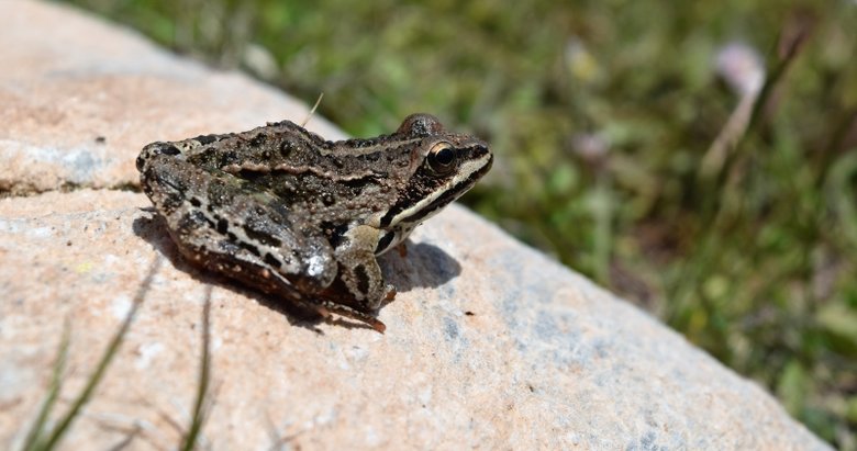 Denizli’nin Tavas ilçesinde 9,16 hektarlık alan koruma altına alındı