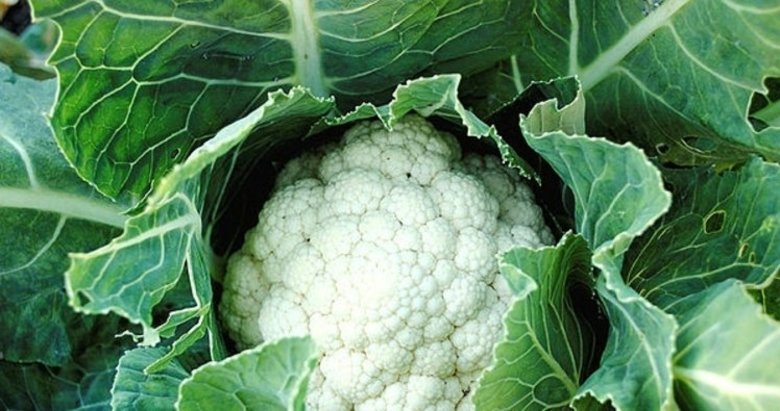 Karnabaharın faydaları nelerdir?