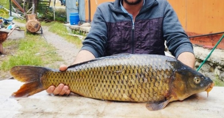 Tarlada 7 kiloluk sazan yakaladı