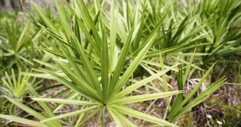 Erkekler için Saw Palmetto