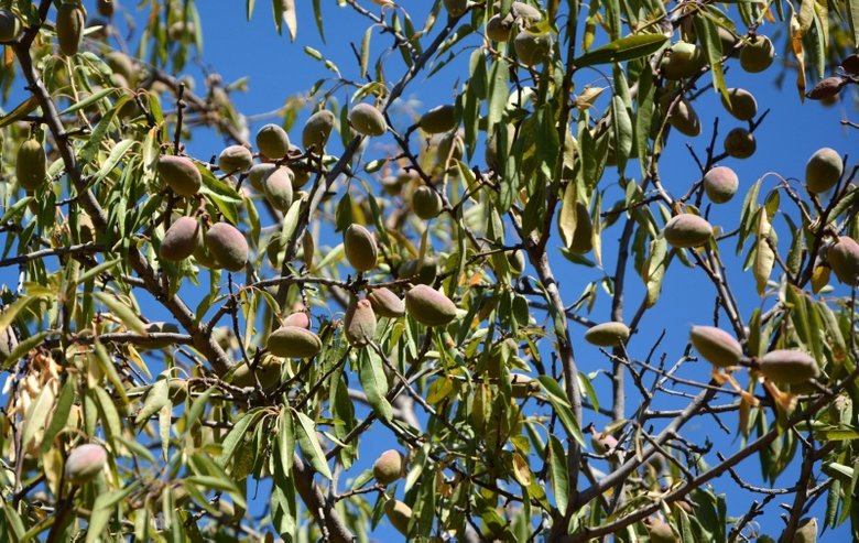 Datça’da taze badem hasadı başladı, sadece 20 gün devam ediyor