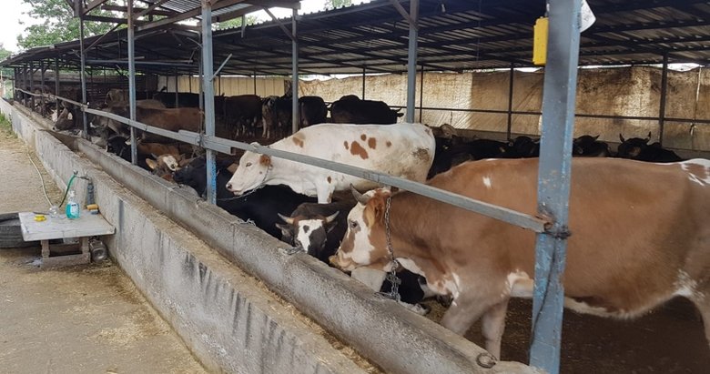 Kurban Bayramı öncesi korkutan açıklama: 1 milyon kişi risk altında!