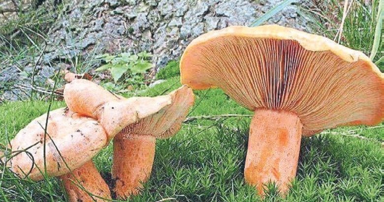 Çıntar yolunda öldü