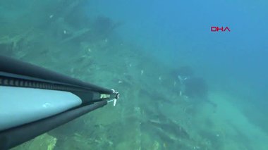 Çanakkale’de rekortmen dalgıcın karşısına çıktı: Dev vatozu böyle görüntüledi