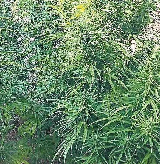denizlide-chp-kale-ilce-baskaninin-uyusturucu-sattigi-ortaya-cikti-1789759007787.jpeg