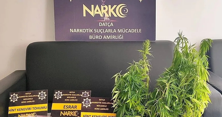 Datça’da uyuşturucu operasyonu: 200 kök Hint keneviri ele geçirildi