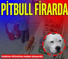 Pitbull firarda
