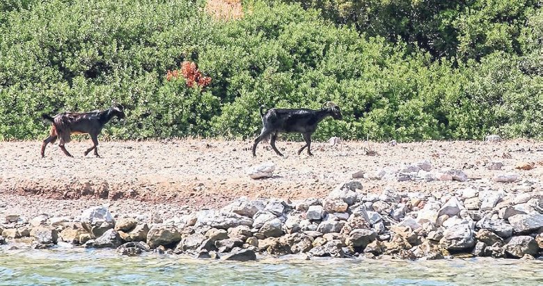 Bu adada turistleri keçiler karşılıyor