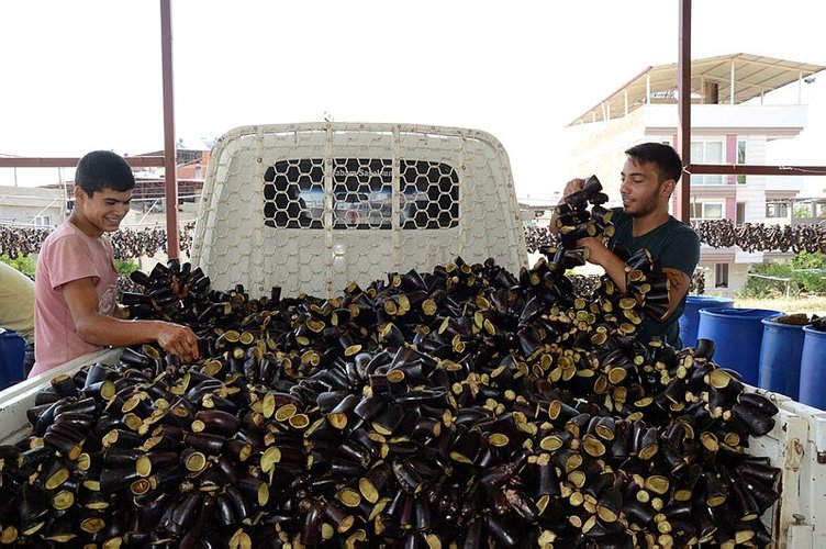 Patlıcan kurutma işi Nazilli’de 600 ailenin geçim kapısı