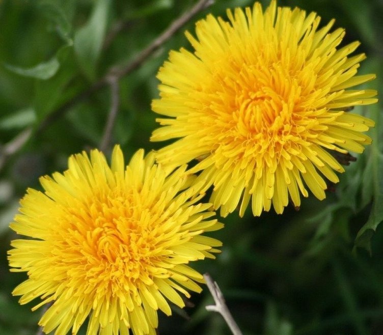 İbn-i Sina yıllar önce önerdi! Şeker hastalığının şifası