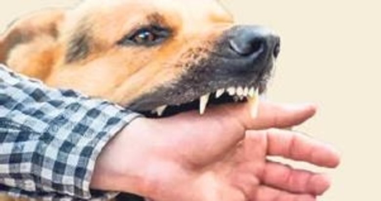 250 bin köpek İzmir sokaklarında