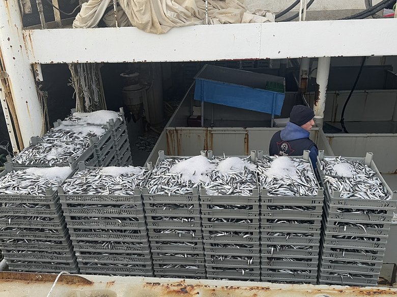 Marmara’da hamsi bereketi; tekneler limana dolu dönüyor