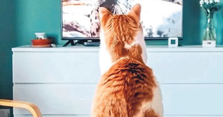 Patili dostlarımız TV izlerken ne düşünüyor?