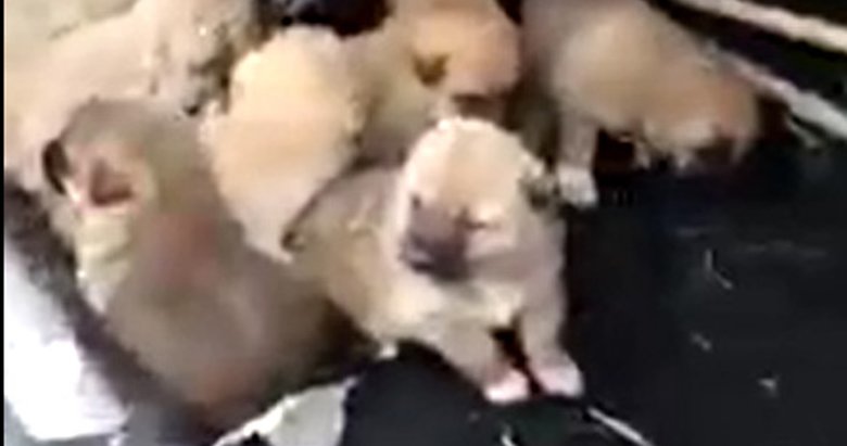 İkisi yavru 3 köpek donmak üzereyken kurtarıldı