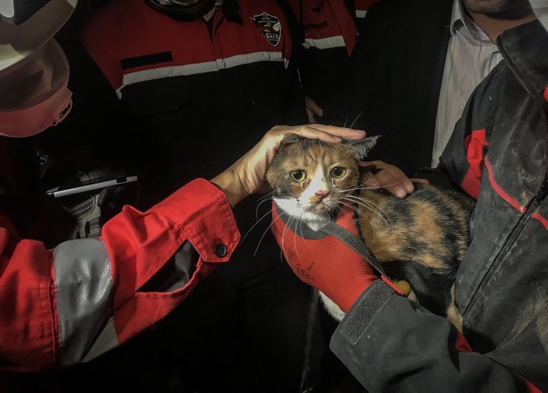 İzmir’de enkazda K-9 köpeği kediyi kurtardı