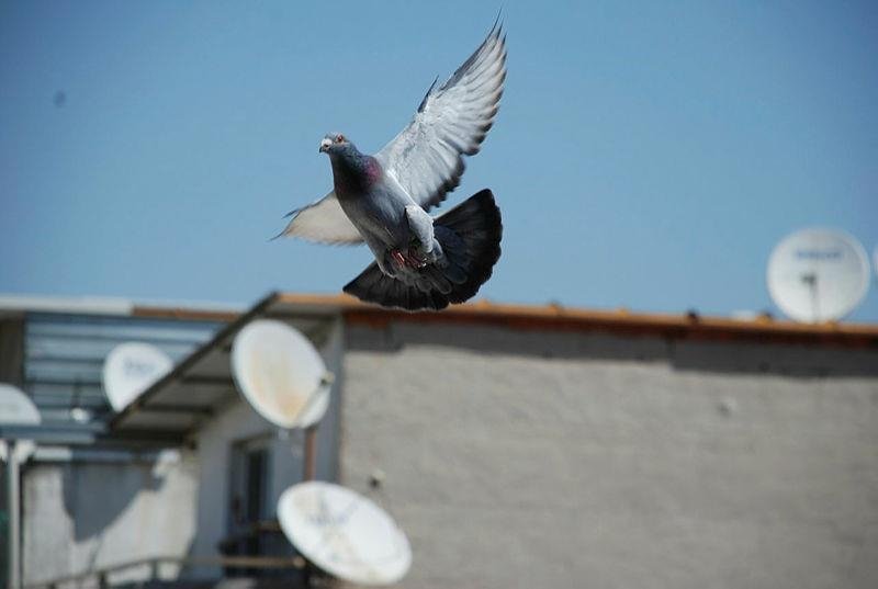 sampiyon guvercin bold pilot erzincan dan izmir e 14 saat 37 dakikada uctu sampiyon guvercin bold pilot erzincan dan izmir e 14 saat 37 dakikada uctu