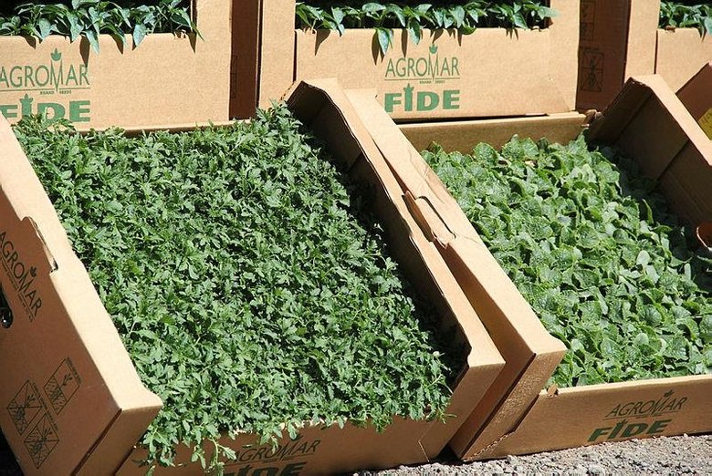 İzmir'de yerli tohumlardan elde edilen sebze fideleri 15 bin kadına dağıtılıyor