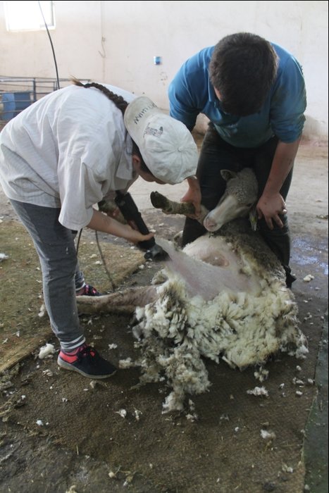 Balıkesir’de öğrenciler koyun kırkarak harçlıklarını çıkarıyor