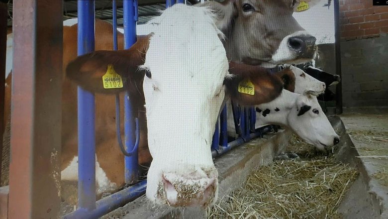 ikiz beklerken besiz dogurdu bir batinda 5 buzagi dunyaya getirdi