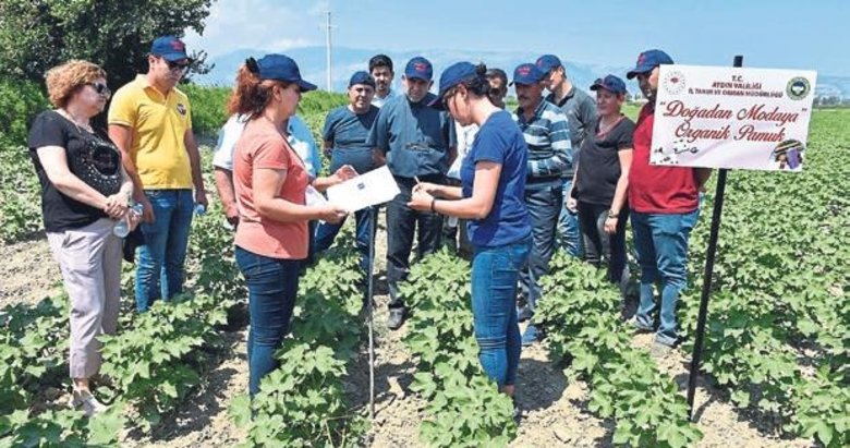 Söke ve Didim, organik pamukta pilot bölge oldu