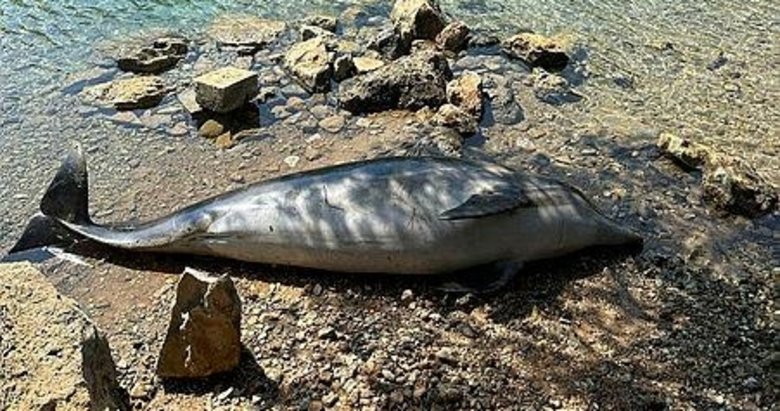 Bodrum Cennet Koyu’nda ölü Yunus balığı karaya vurdu