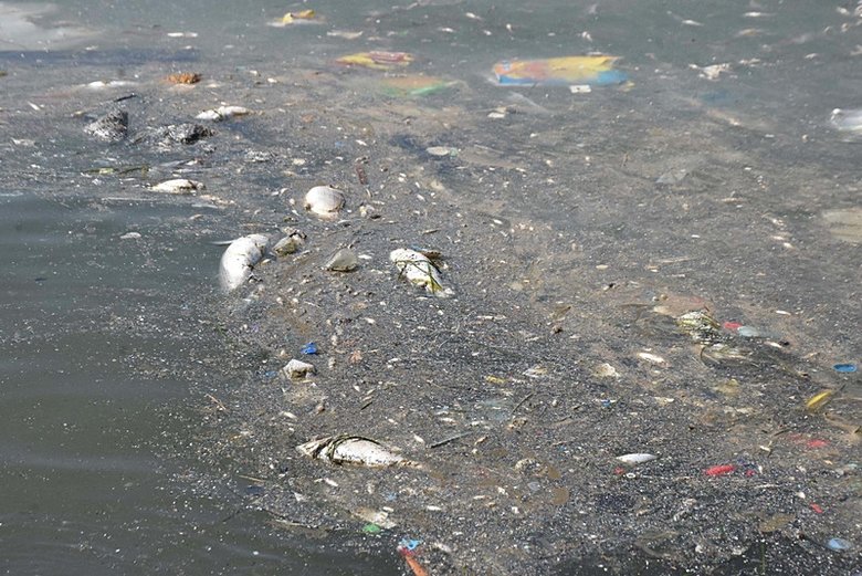 İzmir Körfezi’ndeki balık ölümlerini ne tetikledi? Uzmanından dikkat çeken açıklama