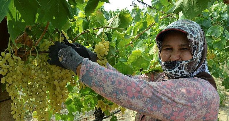 Dünyaca ünlü çekirdeksiz Sultani üzümde hasat başlıyor