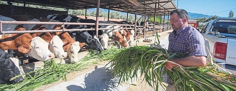 Kuraklığa karşı çiftçinin silahı: Sorgum sudan otu