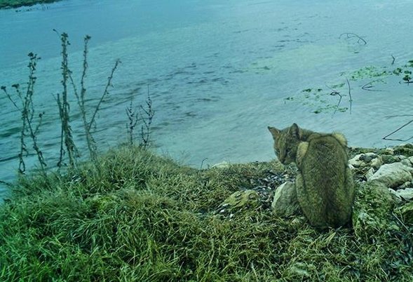 Saz kedisi Eskişehir’de ilk kez görüntülendi