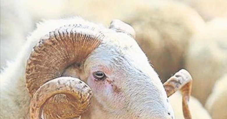 Kurban Bayramı deri sektörüne ivme kazandıracak