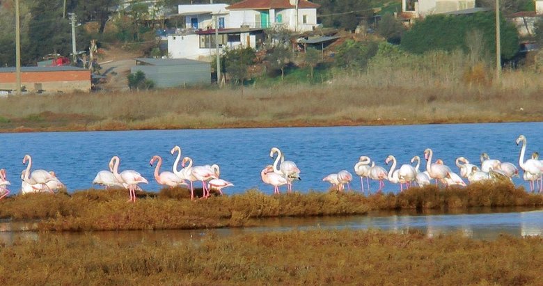 Muğla’dan göz kamaştıran görüntüler! Flamingolar tuzla sulak alanına akın etti