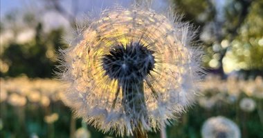 Bir yudumda değişim! Vücudu baştan aşağı temizliyor! İşte karahindibanın faydaları...