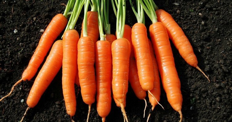 Havucun faydaları nelerdir? Havuç nelere iyi gelir?