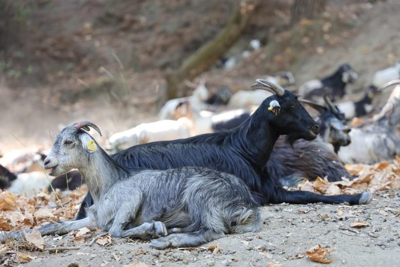 Şaşkına çeviren olay! Keçilerin hareketleri meteoroloji uzmanı yaptı