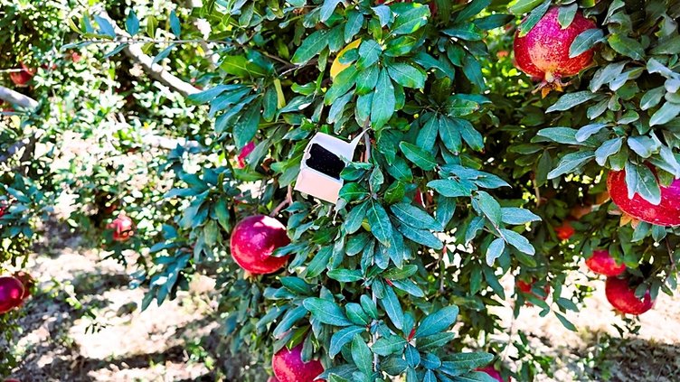 ’Faydalı böcek’ narda verimi artırdı, zirai ilacı azalttı