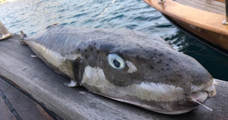 Bodrum’da amatör balıkçı 6 kiloluk ’balon balığı’ yakaladı