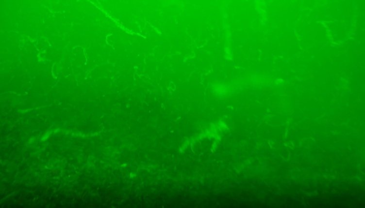 Müsilaj kabusu geri dönüyor mu? Uzmanı değerlendirdi