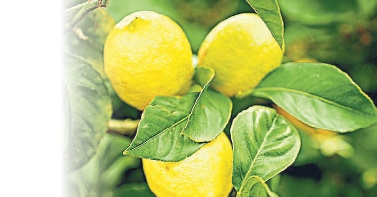 Limonda gümrük vergisi yeniden düzenlendi
